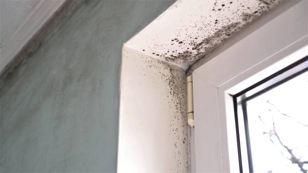 Best Black Mold Remediation in Gibsonville, NC