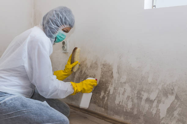 Best Post-Flood Mold Remediation in Gibsonville, NC