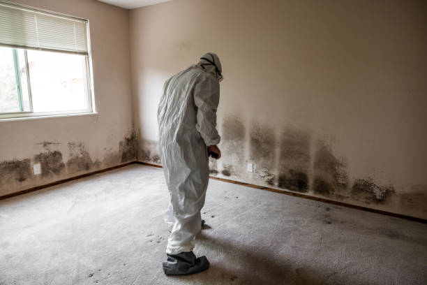 Best Mold Testing and Inspection Services in Gibsonville, NC