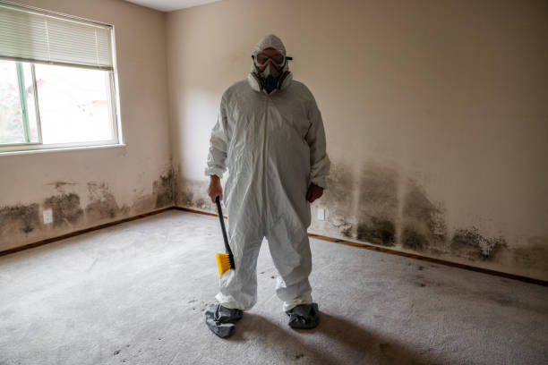 Best Attic Mold Remediation in Gibsonville, NC